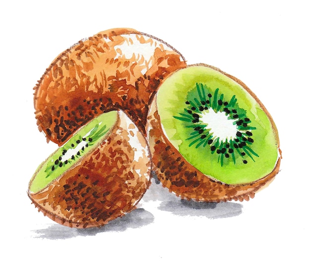 Kiwi. Dessin à l'encre et à l'aquarelle