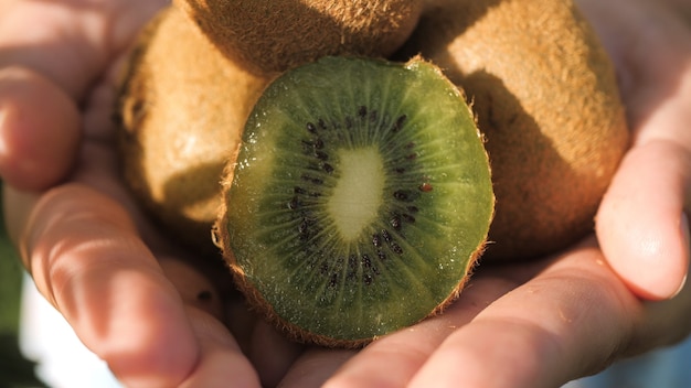Kiwi. Gros plan de beau kiwi frais dans les palmiers femelles par temps clair et ensoleillé. Vue rapprochée