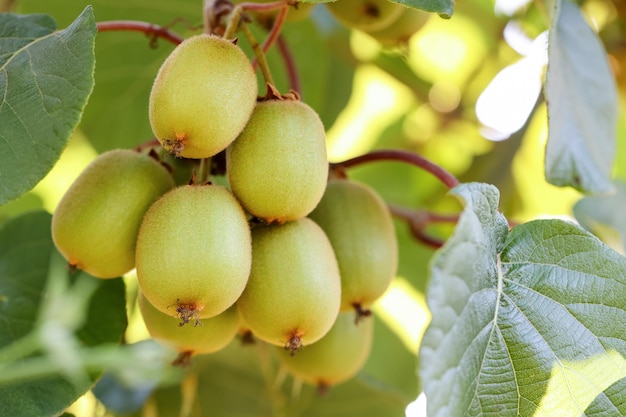 Photo kiwis suspendus à une branche d'arbre. concept d'agriculture biologique et durable pour une alimentation saine