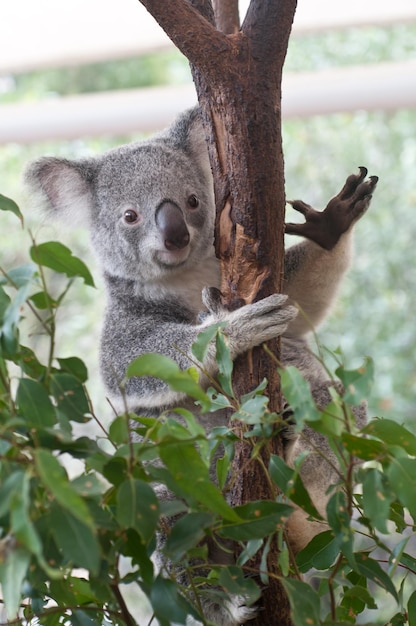 Koala australien grimpant à l'eucalyptus