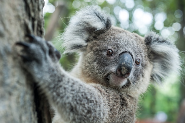 Koala australien, s&#39;asseoir sur arbre, exotique, emblématique, Aussie, mammifère, animal, dans, luxuriant, jungle, forêt tropicale