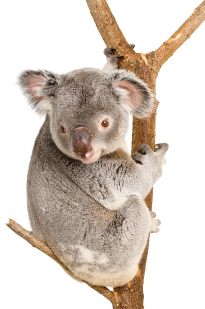 Koala devant un fond blanc