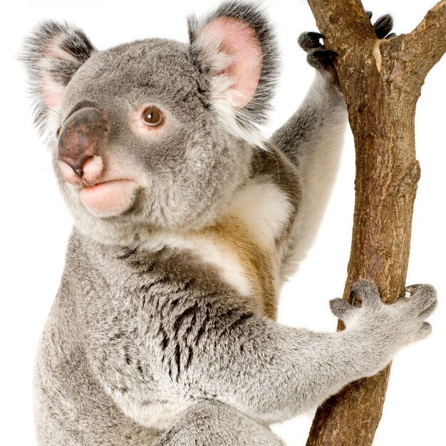 Koala devant un fond blanc