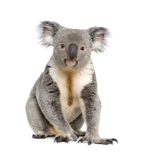 Koala mâle - Phascolarctos cinereus