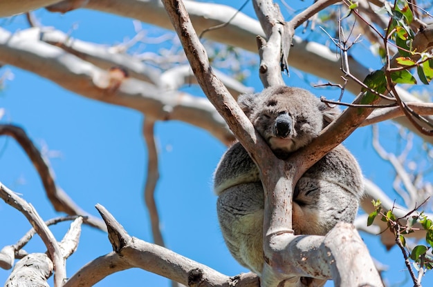 Koala mignon sur une branche de gommier à Cape Otway Great Ocean Road