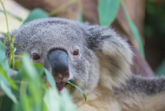 Un koala mignon se bouchent