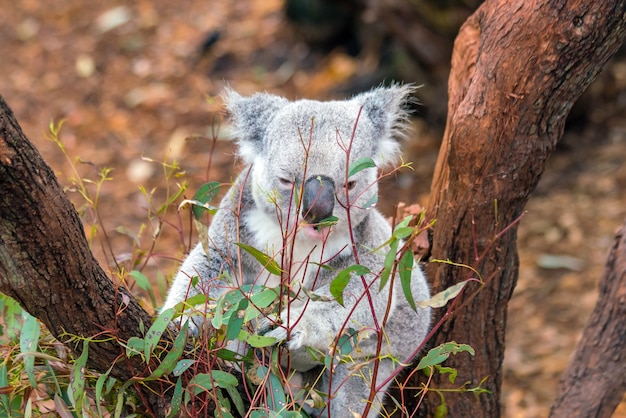 Koala relaxant dans un arbre à Perth, Australie.