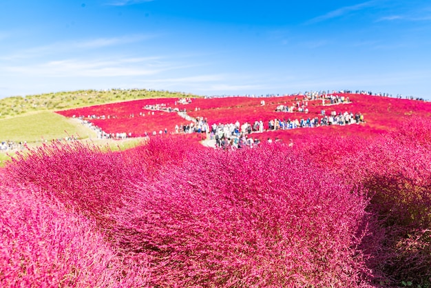 Kochia et le cosmos déposés Hitachi Ibaraki Japon