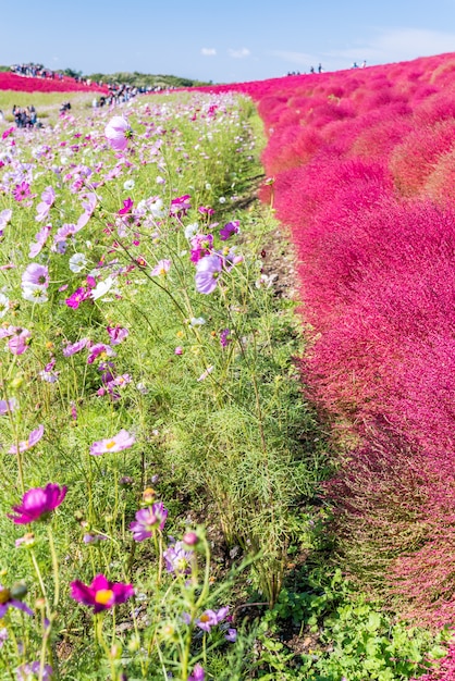 Kochia et cosmos déposés Hitachi Ibaraki Japon