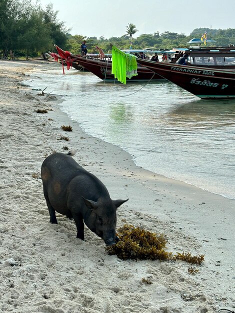 Photo koh samui en thaïlande