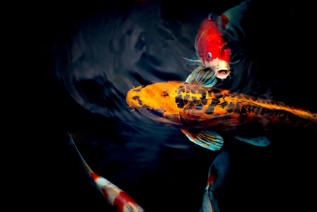 Koi Carp dans l&#39;étang de Koi