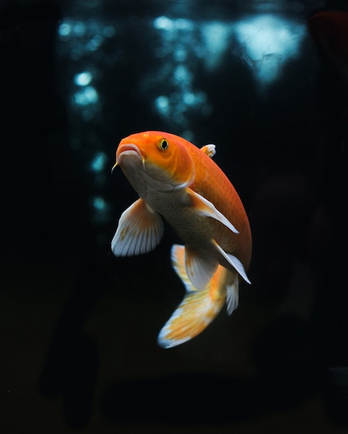 Koi doré ou poisson koi jaune isolé sur fond noir