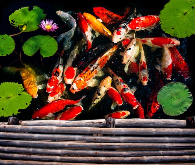 Koi groupe de poissons nageant.