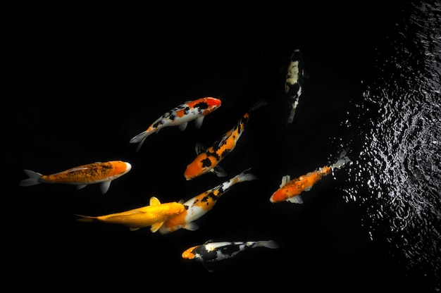 Photo koi nageant dans un jardin d'eaupoisson koi colorédétail de carpe japonaise colorée nageant dans un étang