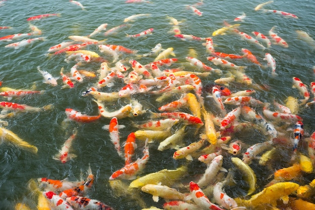 Koi poisson dans l'étang