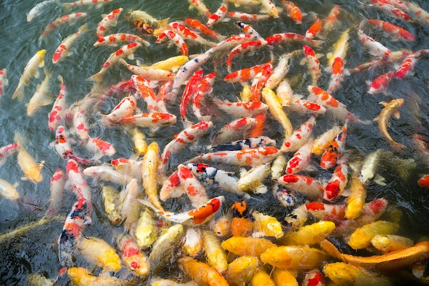 Koi poisson dans l'étang