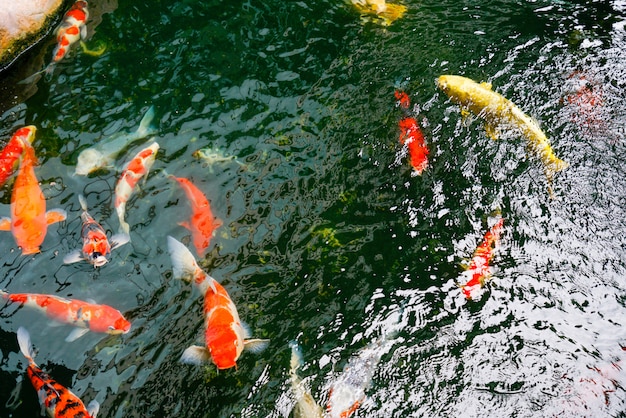 Koi poisson dans le jardin japonais trouvé