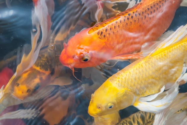 Photo koi poisson