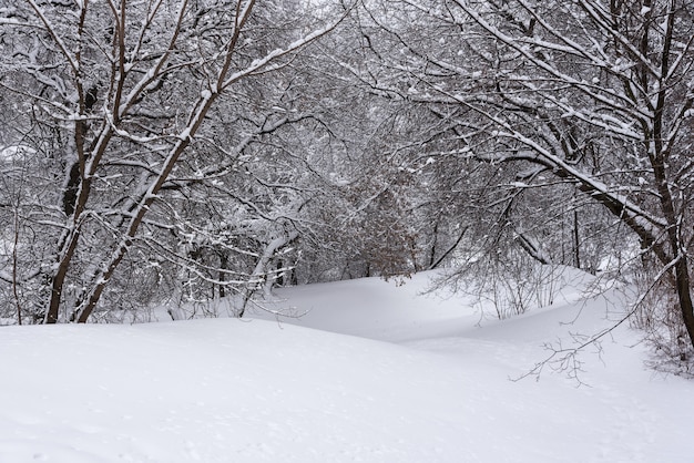 Kolomenskoïe Park, paysage d&#39;hiver arbres dans la neige