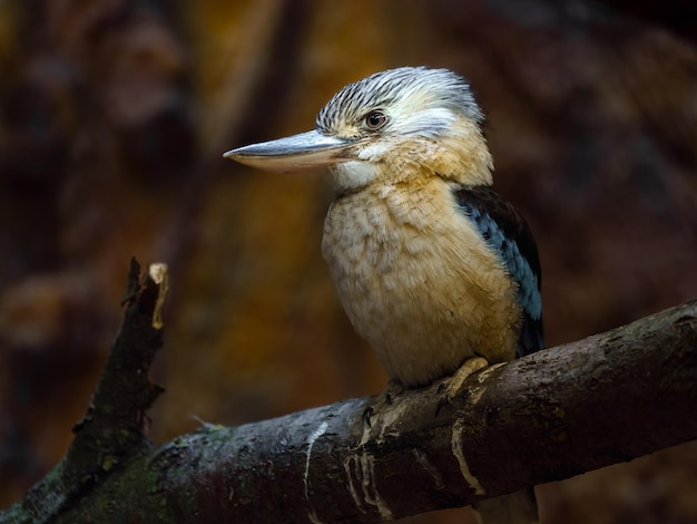 Kookaburra à ailes bleues