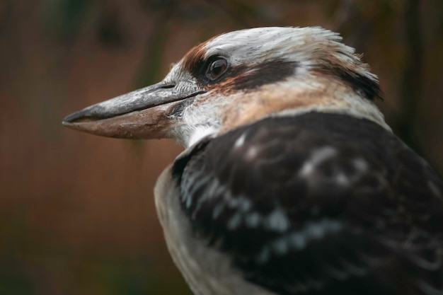 Kookaburra qui rit