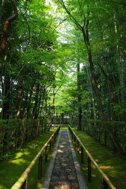 Koto dans le temple zen célèbre pour son jardin