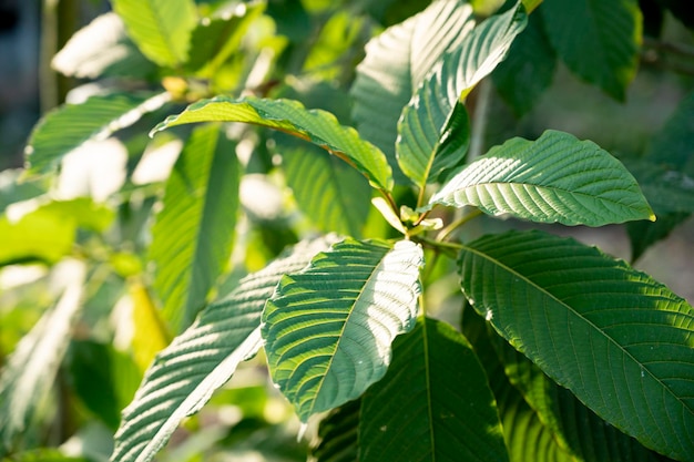 Kratom (Mitragyna speciosa) vert Est un type de drogue