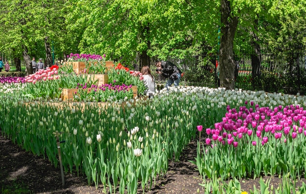 Kropyvnytskyi, Ukraine 09.05.2021. Allées de tulipes dans l'arboretum de Kropyvnytskyi lors d'une journée de printemps ensoleillée