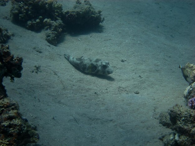 Kugelfisch liegt am grunde des meeres im sand