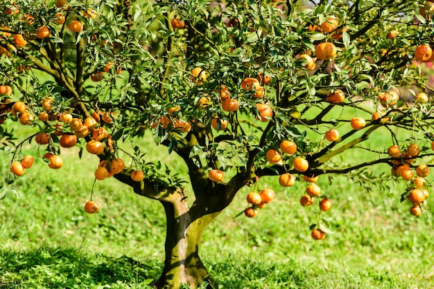 Kumquat biologique sur l&#39;arbre