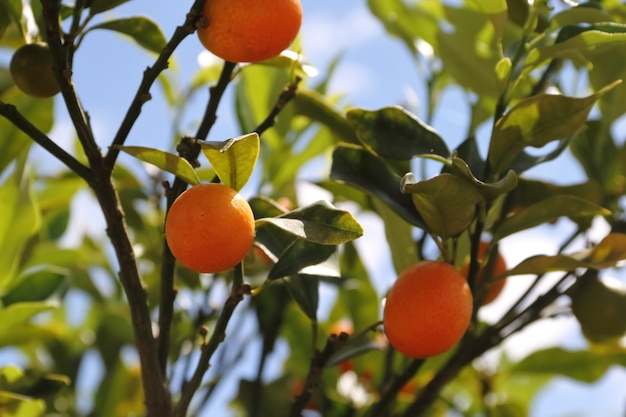 kumquat dans l&#39;usine