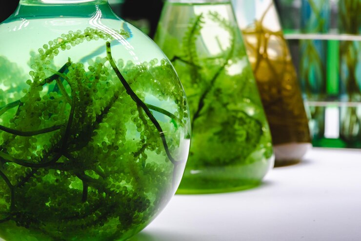 Photo laboratoire d'énergie de biocarburant à base d'algues vertes, recherche scientifique en biotechnologie alternative, technologie d'expérimentation d'extraction de carburant et d'huile de biodiesel, environnement naturel dans une industrie durable