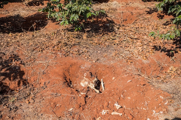 Laboratoire d'essai de collecte de café dans le sol au Kenya