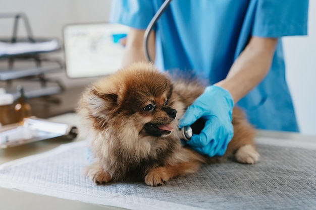 Laboratoires vétérinaires Chiens d'injection