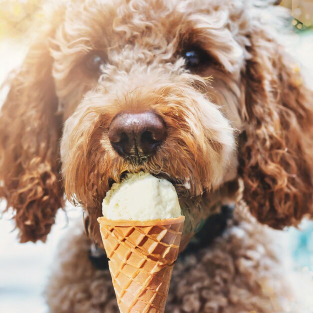 Photo un labradoodle mangeant une glace