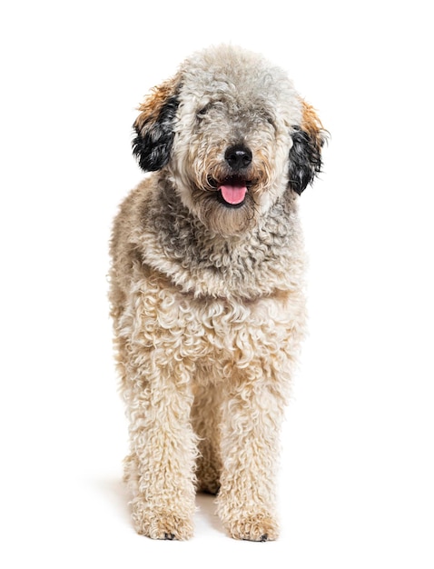 Labradoodle portant un harnais isolé sur blanc