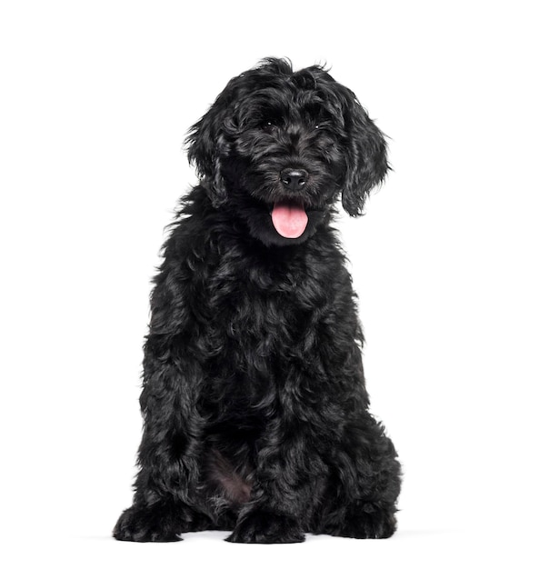 Labradoodle de race mixte assis sur fond blanc