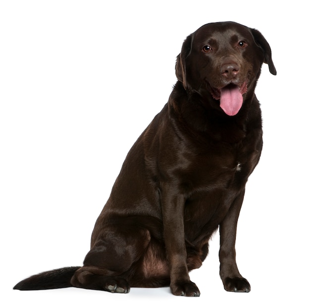 Labrador, 7 ans. Portrait de chien isolé