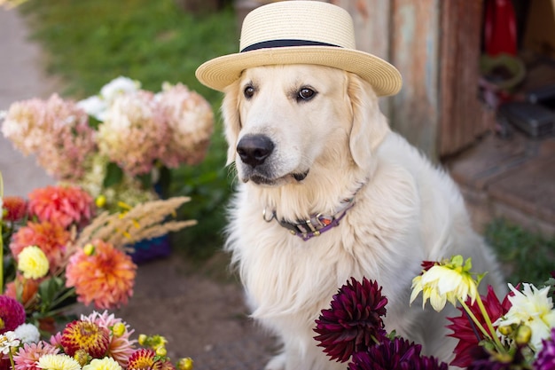 Un labrador blanc est assis avec un chapeau sur la tête