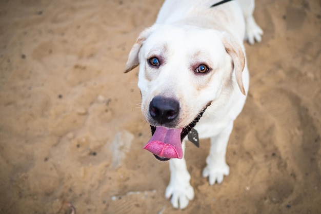 Un Labrador blanc marchant dans un champ d'été Promenade d'été en laisse