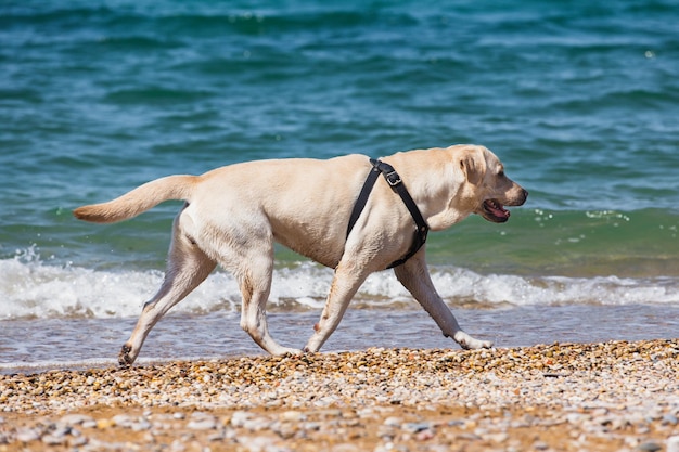 Un labrador blanc se promène le long de la plage sur fond de mer bleue