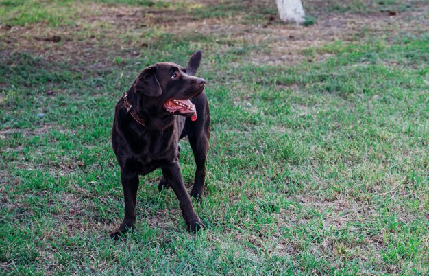 Photo un labrador brun adulte court dans un parc public. le chien saute de manière ludique et s'amuse. un animal de compagnie.