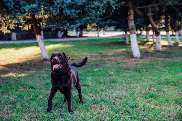 Un Labrador brun adulte court dans un parc public. Le chien saute de manière ludique et s'amuse.