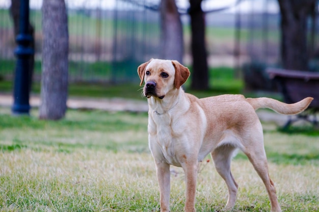 Un labrador brun dans un champ d'herbe