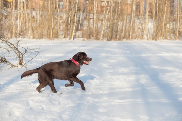 Labrador chocolat allongé dans la neige