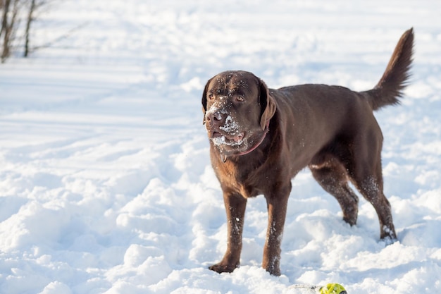 Labrador chocolat allongé dans la neige