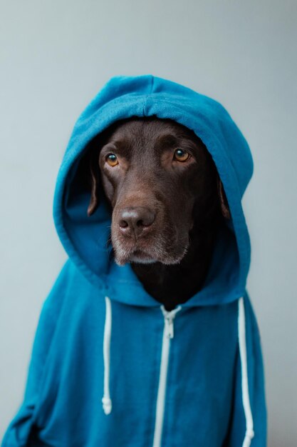 Labrador chocolat dans un sweat à capuche bleu et des lunettes sur fond gris est assis sur une chaise comme un humain