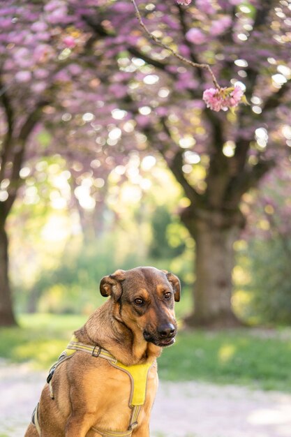 Photo labrador dans la nature chien de couverture dans la nature blooming sakura sur le fond se trouve un chien retriever sur