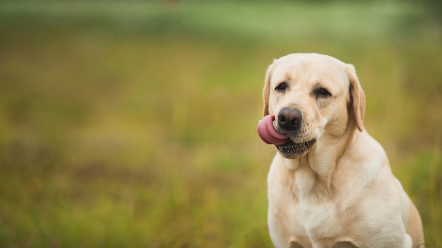 Labrador doré assis dans un parc