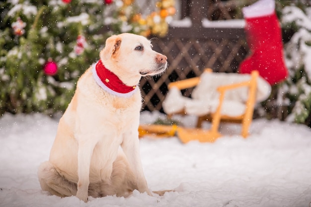 Un labrador doré dans une écharpe se trouve près d'un arbre de Noël décoré et d'un traîneau lors d'une chute de neige en hiver dans la cour d'un immeuble résidentiel.